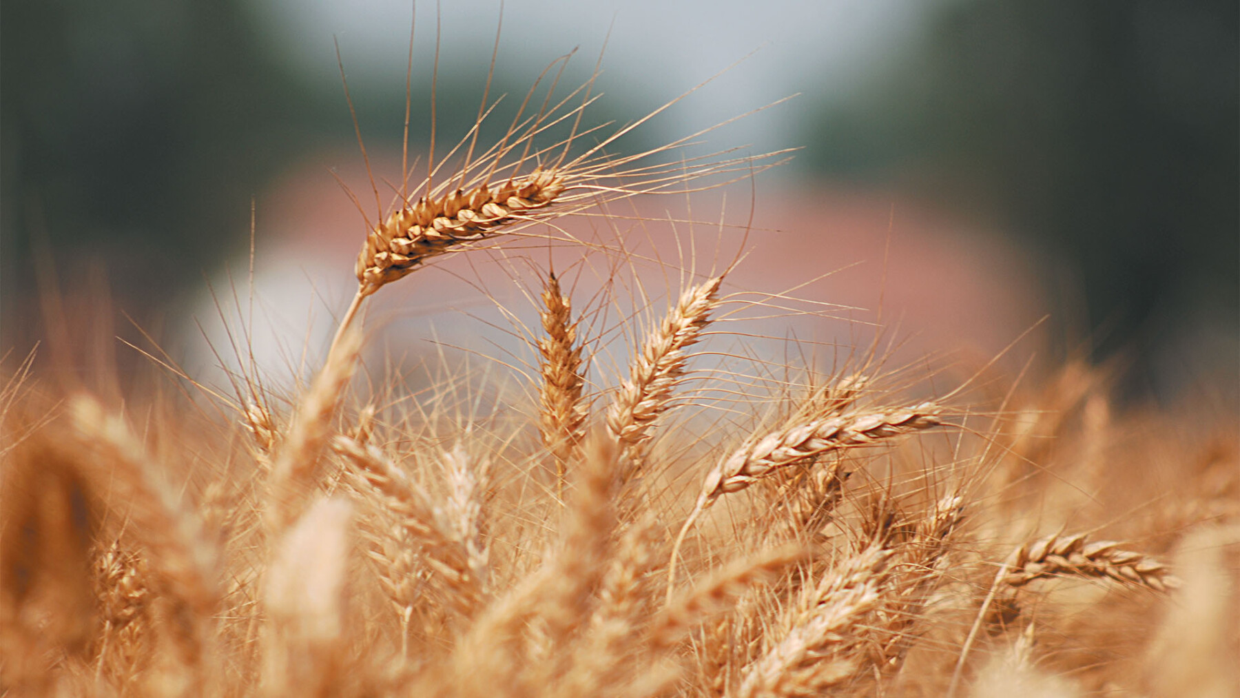 grano_2007